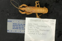 Procambarus vioscai image